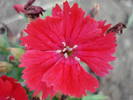 Dianthus deltoides (2009, June 18)