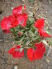 Dianthus deltoides (2009, August 04)