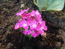 Dianthus Kahori (2009, May 09)