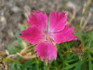 Pinks Kahori (2009, August 04)