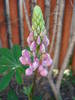 Lupinus (2009, June 05)