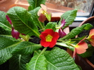 Red Primula (2010, March 08)