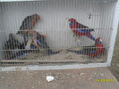 SDC11734