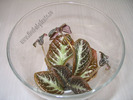 Episcia Suomi 2