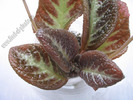 Episcia Suomi 3