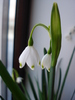 Leucojum aestivum (2010, March 13)