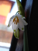 Leucojum aestivum (2010, March 13)