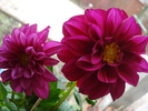 Dahlia Mignon (2010, March 08)