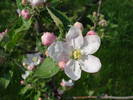 Apple Blossom. Flori mar (2009, April 10)