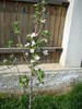 Apple Blossom. Flori mar (2009, April 10)
