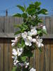 Apple Blossom. Flori mar (2009, April 16)