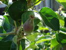 Apples_Mere Summer Red (2009, May 08)