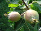 Apples_Mere Summer Red (2009, May 20)