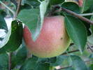 Apples_Mere Summer Red (2009, Jul.10)