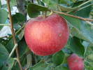 Apples_Mere Summer Red (2009, Aug.04)