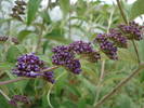 Buddleja davidii Purple (2009, Jun.11)