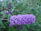 Purple Summer Lilac (2009, Jun.16)