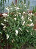 Buddleja davidii White Ball, 09aug09