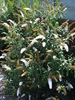 Buddleja davidii White Ball, 28aug09