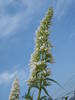 Buddleja White Profusion 09aug2009