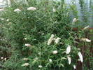 Buddleja White Profusion 09aug2009