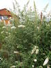 Buddleja White Profusion 09aug2009