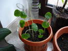 Nasturtium_Tropaeolum (2009, Mar.18)