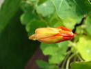 Nasturtium_Tropaeolum (2009, May 20)