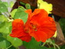 Red Nasturtium (2009, May 20)