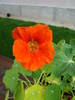 Red Nasturtium (2009, May 21)