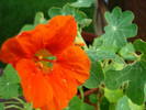 Red Nasturtium (2009, May 21)