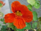 Red Nasturtium (2009, August 06)