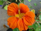 Orange Nasturtium (2009, August 31)