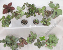 Episcia mix 13