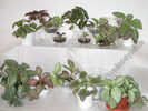 Episcia mix 12