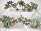 Episcia mix 11