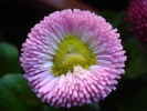 Bellis perennis (2010, March 18)