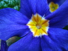 Blue Primrose (2010, March 08)