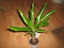 dracena