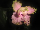 Pink Lady
