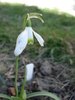 Snowdrop (2010, March 19)