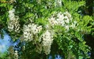 Flori_de_Primavara_Poze_Flori_Wallpapers_Imagini_cu_Floricele_1256657861[1]