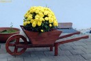 flowers-7-34_1257518239[2]