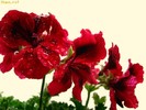 muscata_1255355425[2]