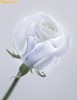 puritate_1235134634_1239619278[2]