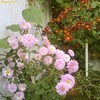 tufanele_1247564160[2]