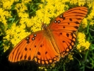 ib_p063_1_5[1]