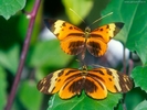 ib_p063_1_7[1]