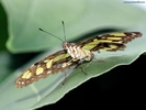 ib_p063_1_8[1]