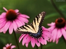 ib_p064_1_3[1]